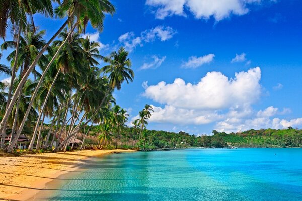 Palmeras en la costa del mar azul