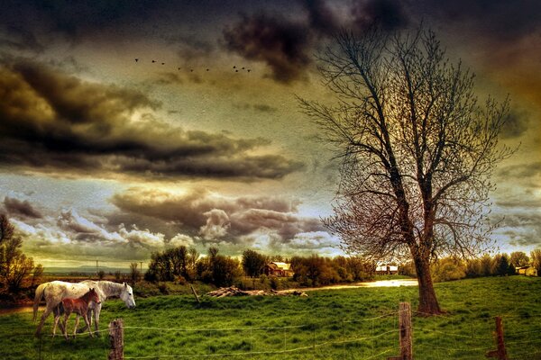 Landscape with horses in the field