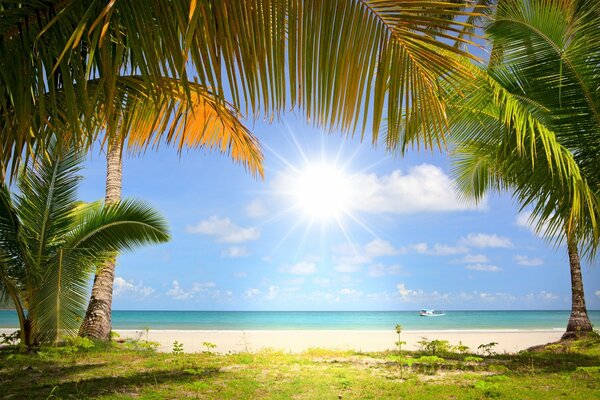 Sandy beach, illuminated by the sun, surrounded by palm trees