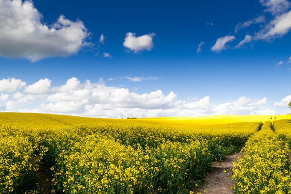 Natura campo strada distesa di nuvole