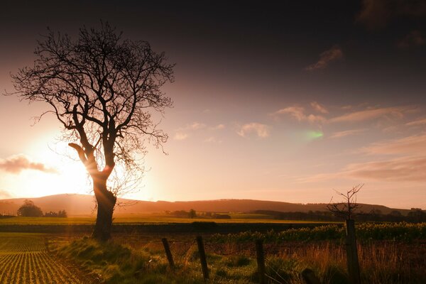 Albero solitario nel paesaggio tramonto