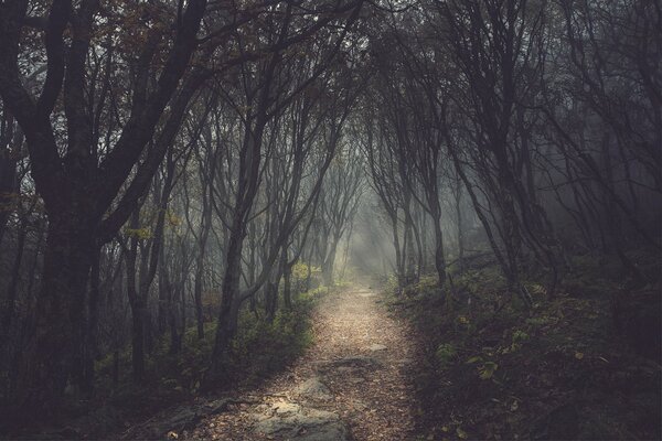 Тропинка вдоль мрачной аллей в лесу
