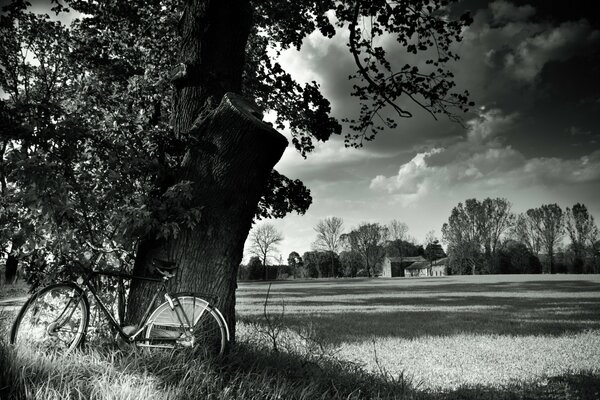 Schwarz-Weiß-Landschaft. Fahrrad unter einem Baum