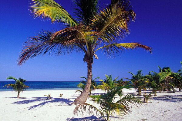 Bellissimo paesaggio marino con palme