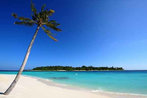 Sabbia bianca con palma alle Maldive