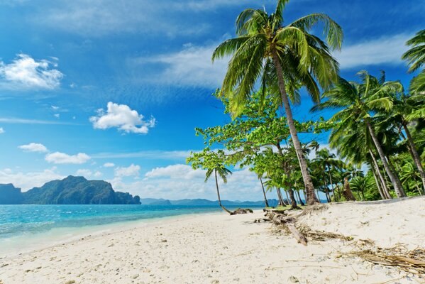 Palm trees on a sunny beach