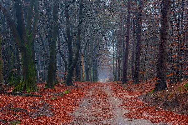 Camino bosque árboles otoño musgo hojas