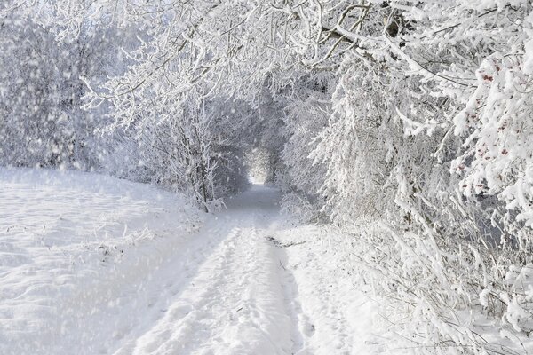 Morgen im Winterwald