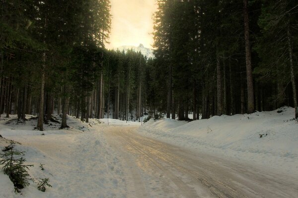 Zimowa leśna droga wzdłuż świerka