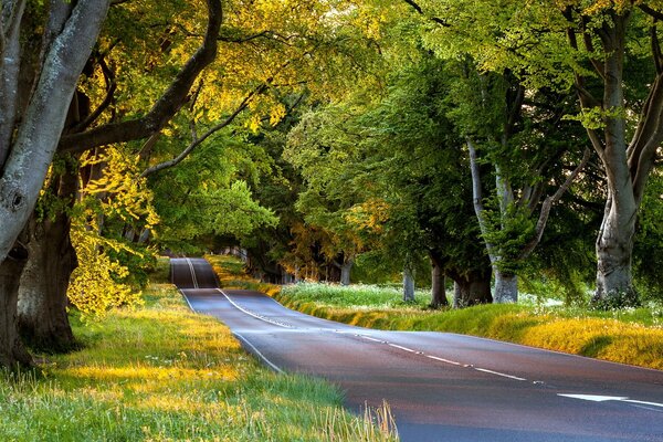 La strada lungo i grandi alberi autunnali