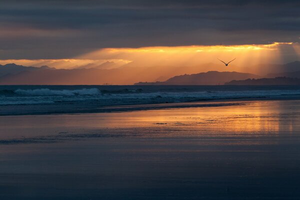 Vol d oiseau au coucher du soleil orange