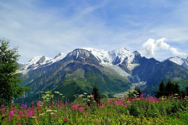 Alpine gebirgsblühende Wiese. Montblanc