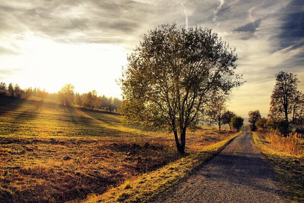 Arbre solitaire debout dans la route de dol