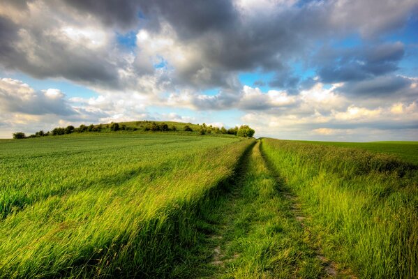 Camino al campo en un día soleado