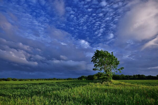 Grüner Baum auf dem Hintergrund der Wolken in der Mitte des Feldes