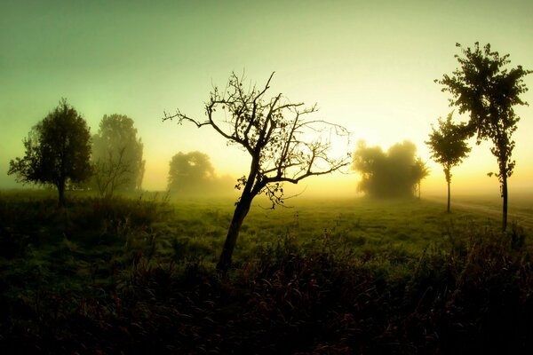 Paesaggio di mattina nebbiosa nel campo