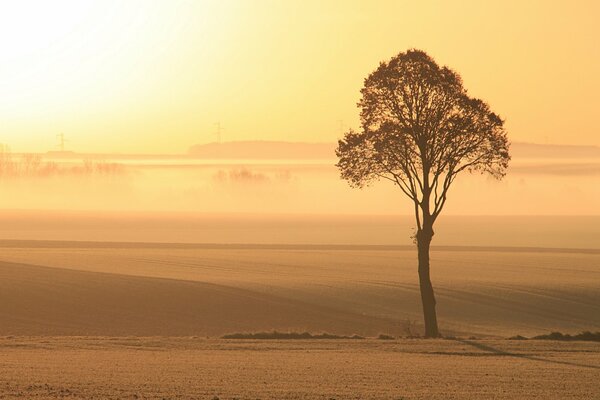 A lonely tree in the field meets the dawn