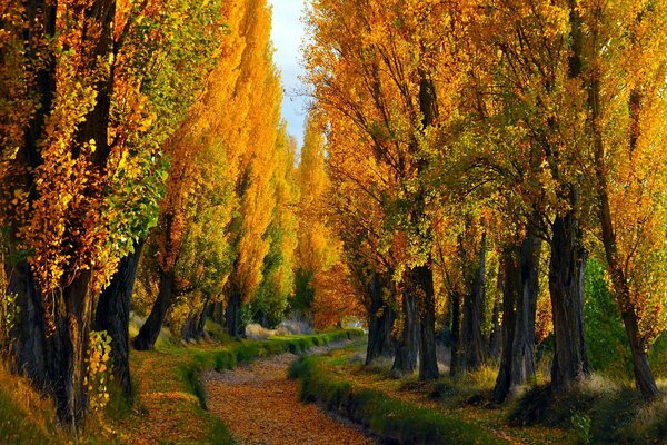 Yellowed foliage on trees along the park alley