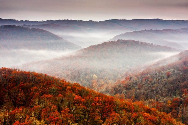 Autunno albero natura e foresta