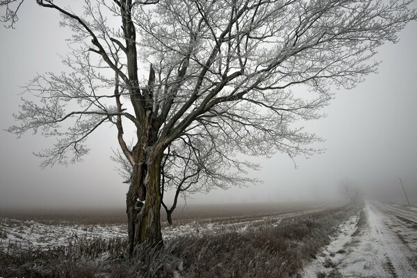 Winterlandschaft mit einem Baum und einer verschneiten Straße