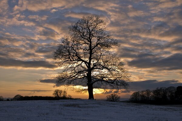 Ein einsamer Baum, der auf einem Feld steht