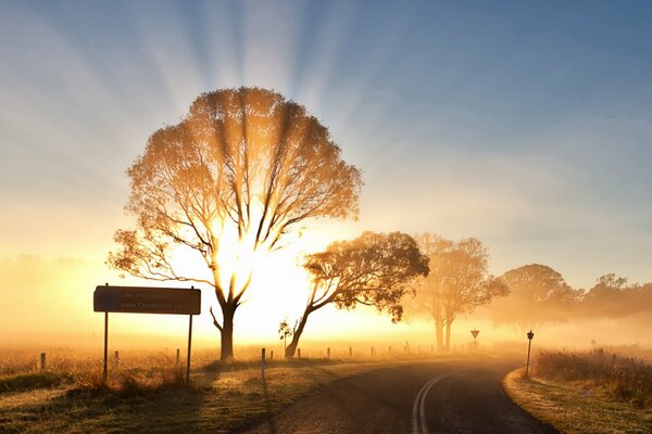 Paesaggio di alberi su cui il sole brucia