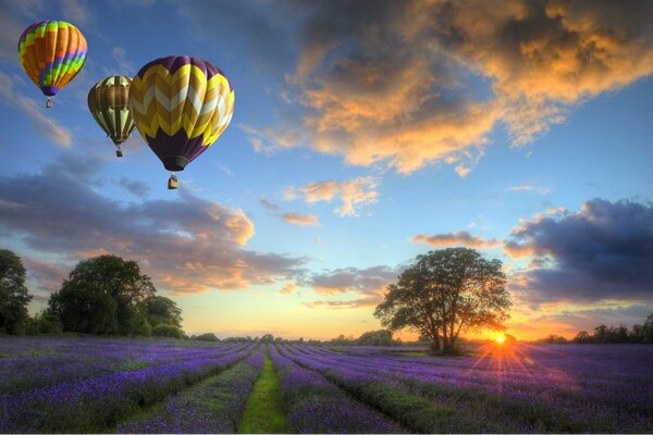 Ballons fliegen bei Sonnenuntergang über das Blumenfeld