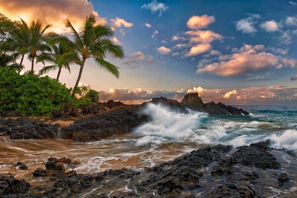 Paisaje de palmeras altas y playa con piedras en el océano Pacífico en los terrenos de Hawaii