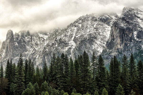 Bosque y montañas del parque nacional de Yosemite, California