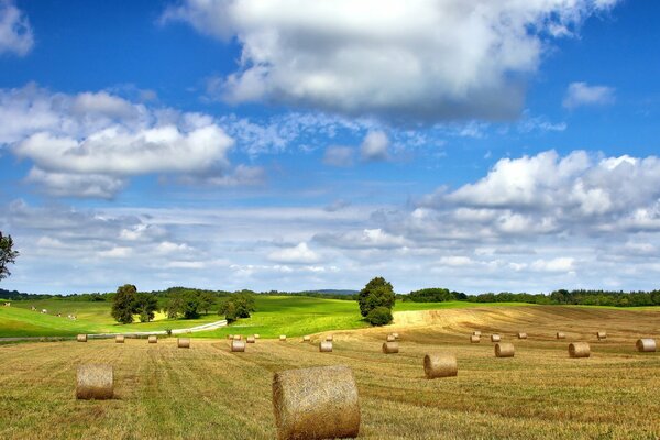 Hermosos campos de cultivo rurales