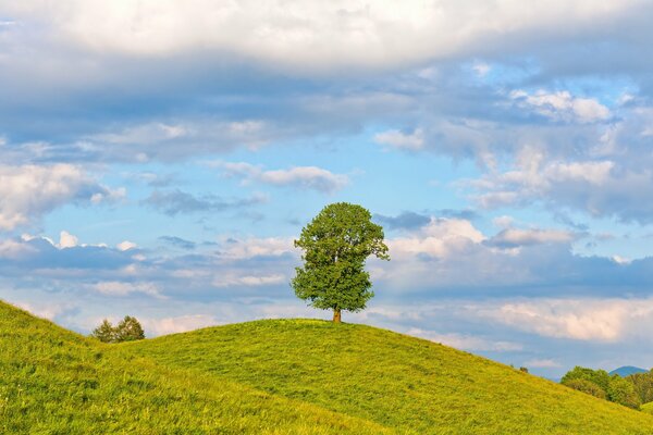 Eine Landschaft aus einem Baum , einem Feld und einem Himmel