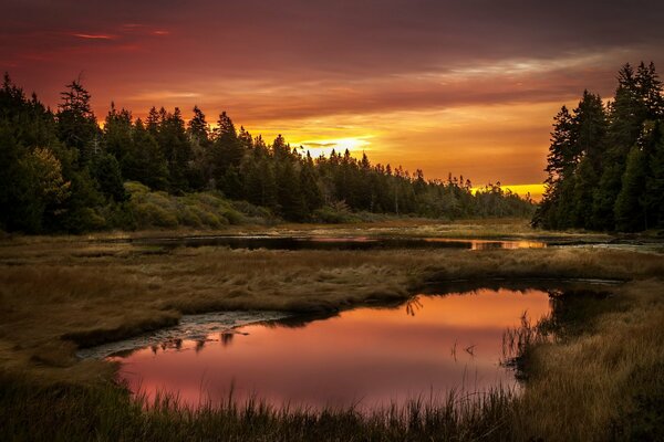 Forêt et lac au coucher du soleil