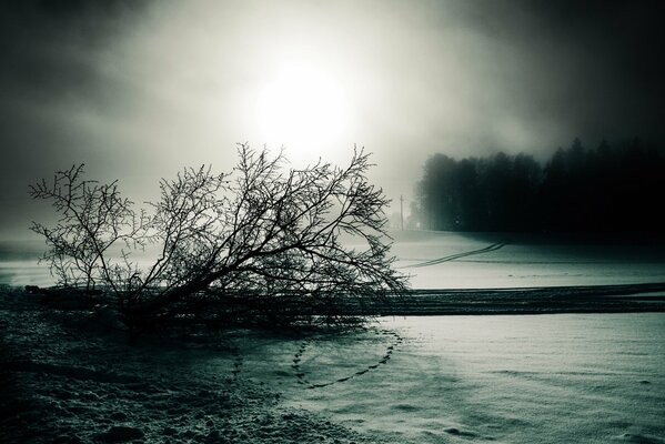 Paysage d hiver noir et blanc sombre