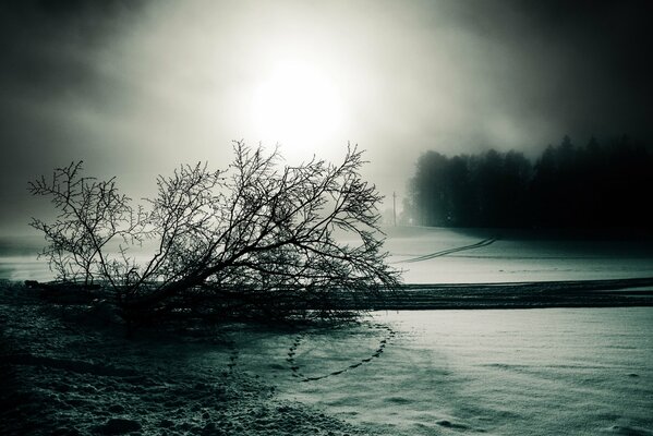 Bianco e nero cupo paesaggio invernale