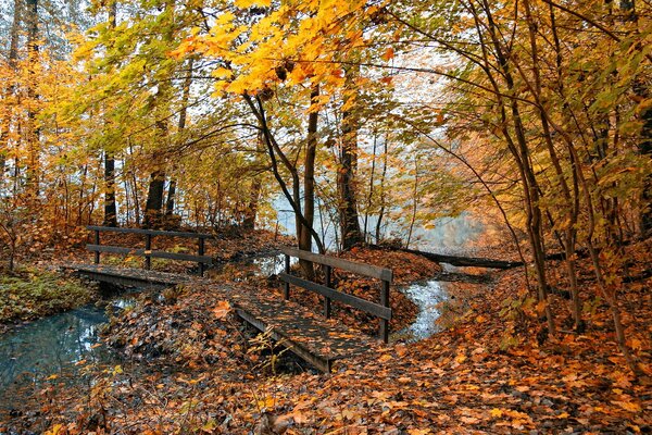 Parc avec tapis de feuilles et pont sur le ruisseau