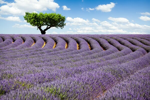 A flowering tree in the middle of a lavender field