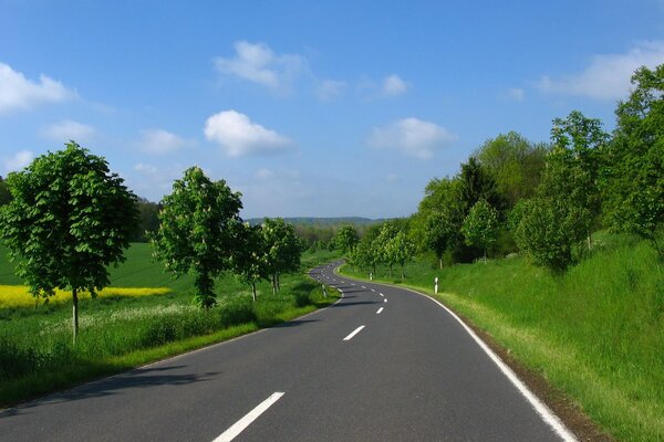 The road stretching into the distance against the background of trees