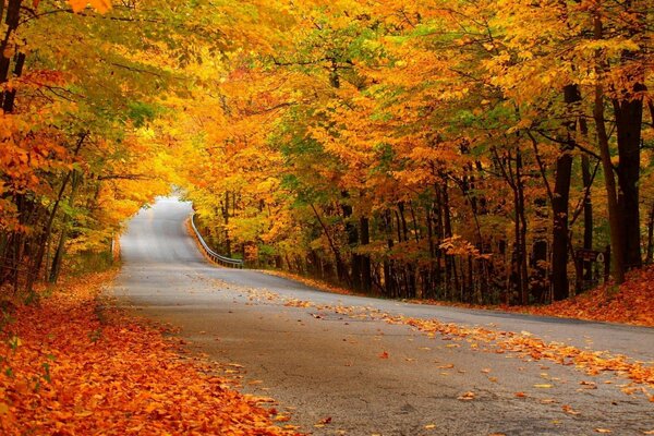 Jesienna droga oddalająca się w dal