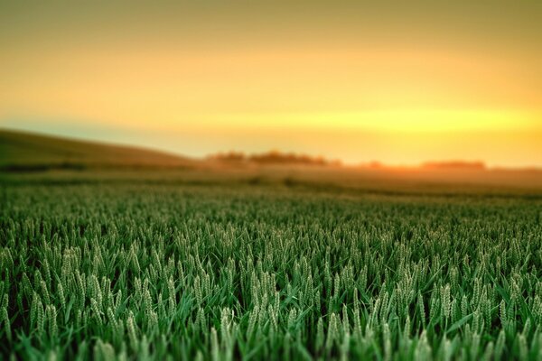 Beauté naturelle: aube, ciel, herbe