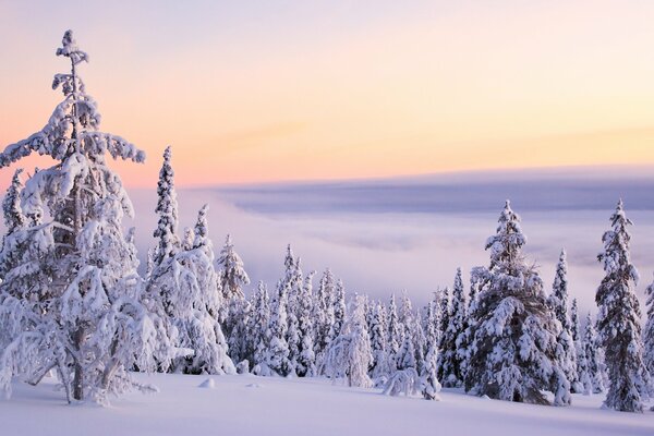 Paisaje de invierno con árboles de Navidad blancos como la nieve