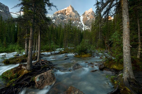 Krajobraz nad rzeką w Parku Narodowym Banff