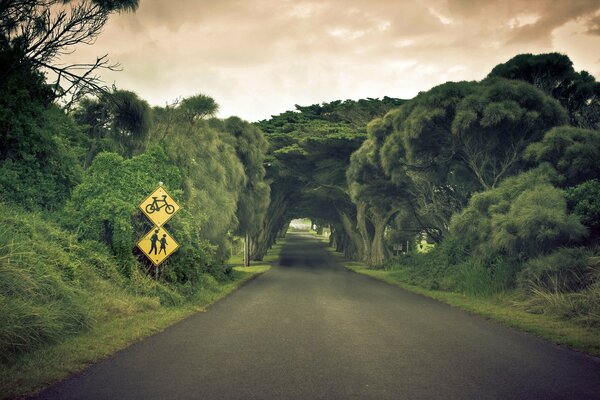 The road under the arch of tree crowns