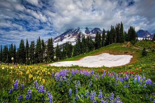 Spring flowers in the mountains