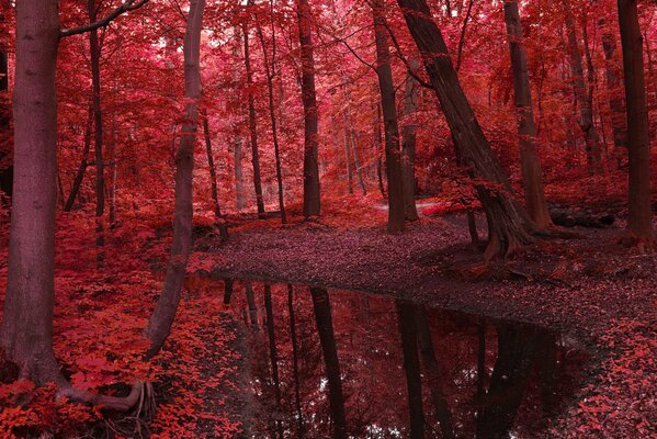 Beautiful landscape of red autumn