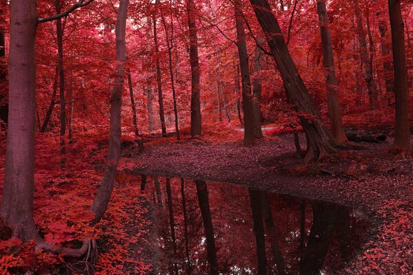 Piękny krajobraz czerwonej jesieni