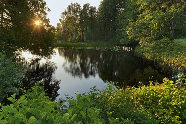 La superficie de un lago en Suecia cerca de la hierba y los árboles