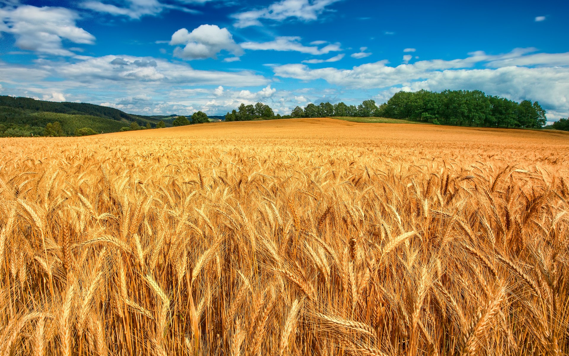 the field wheat ears forest tree sky cloud