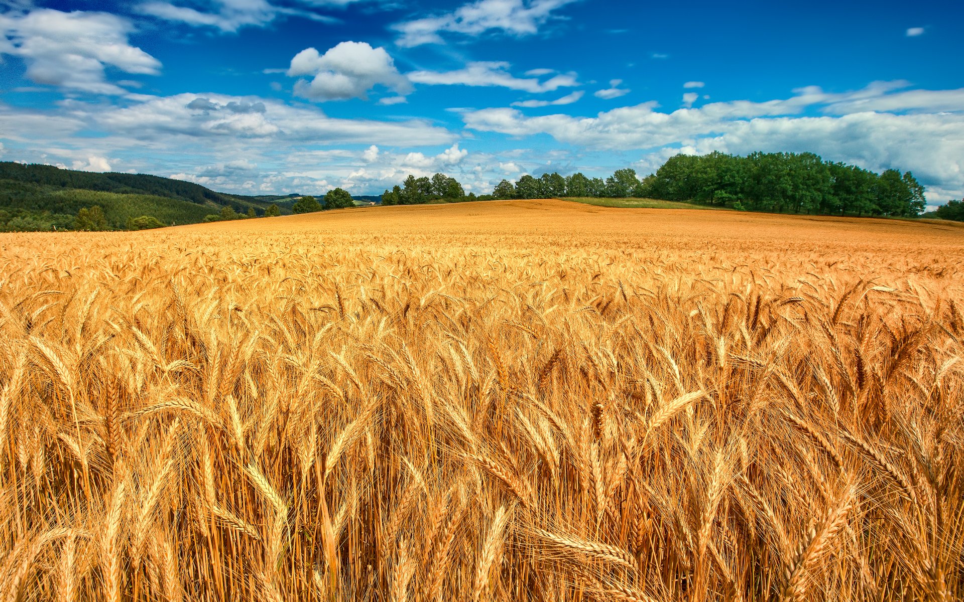 Огромное поле колосьев пшеницы - обои на рабочий стол