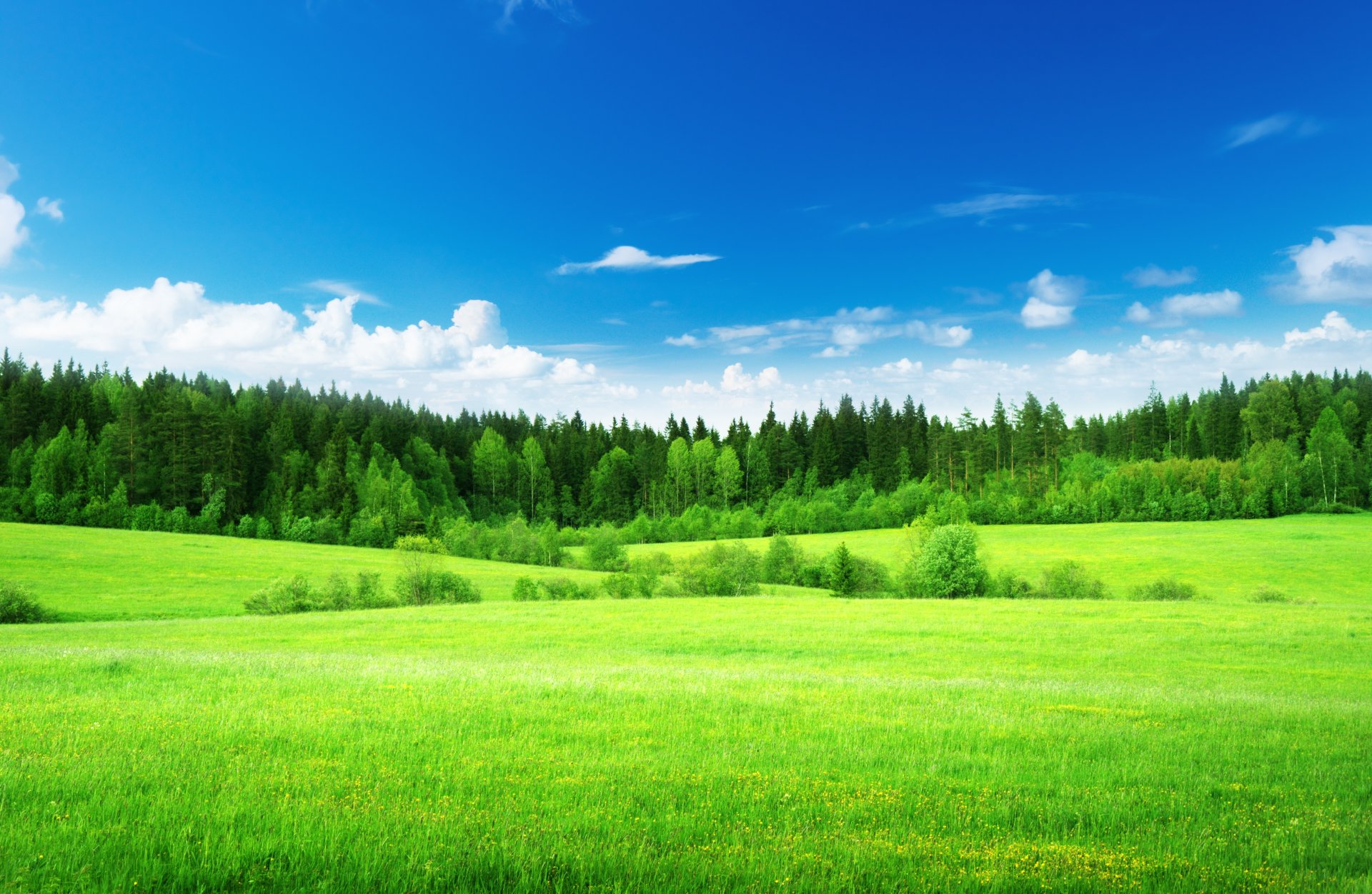 naturaleza campo hierba verde verde claro bosque árboles cielo nubes