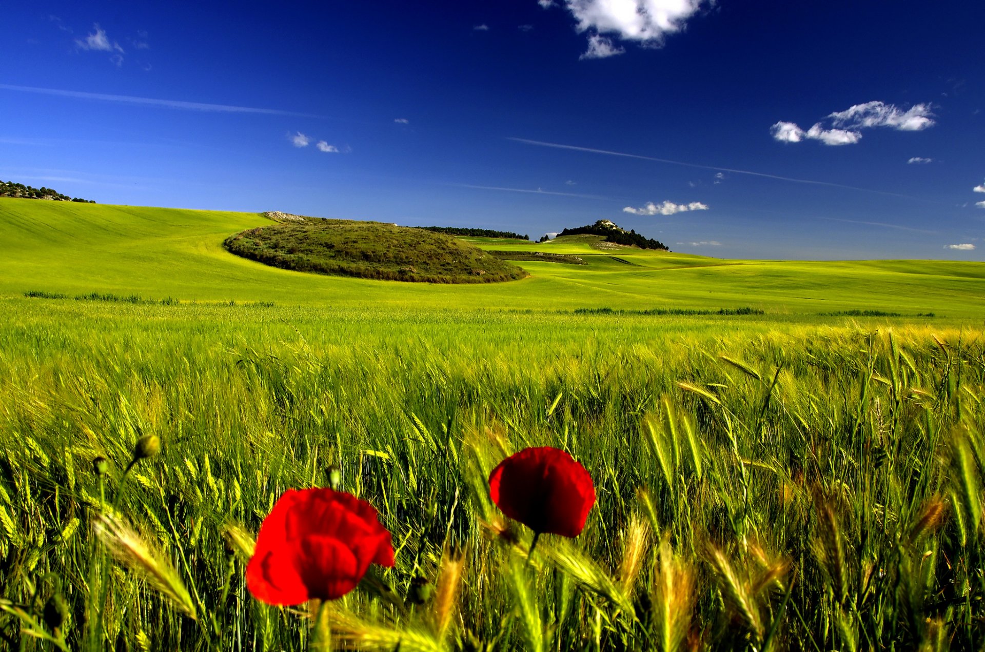 himmel sommer feld ährchen mohn